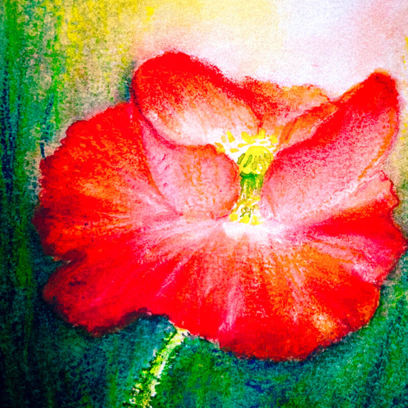 Carte tirée d’une aquarelle originale «Coquelicot »